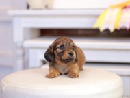 Kaninchen_Dachshund_1241 Kaninchen_Dachshund_1241