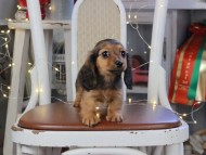 Kaninchen_Dachshund_1241