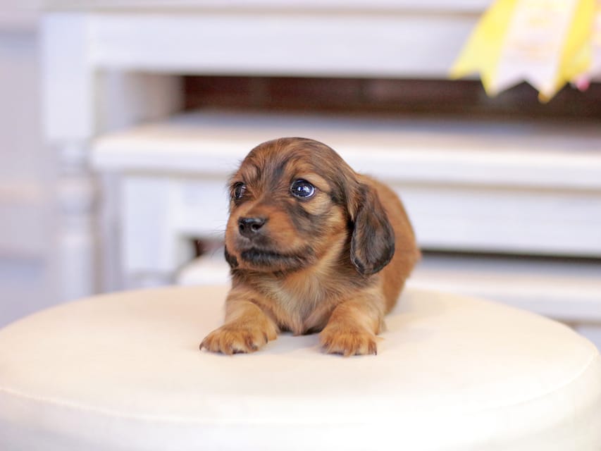 カニンヘンダックスフンド ノン&パッションの子犬 レッド 男の子(1)Kaninchen_Dachshund_1244 カニンヘンダックスフンド ノン&パッションの子犬 レッド 男の子(1)