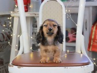 Kaninchen_Dachshund_1245