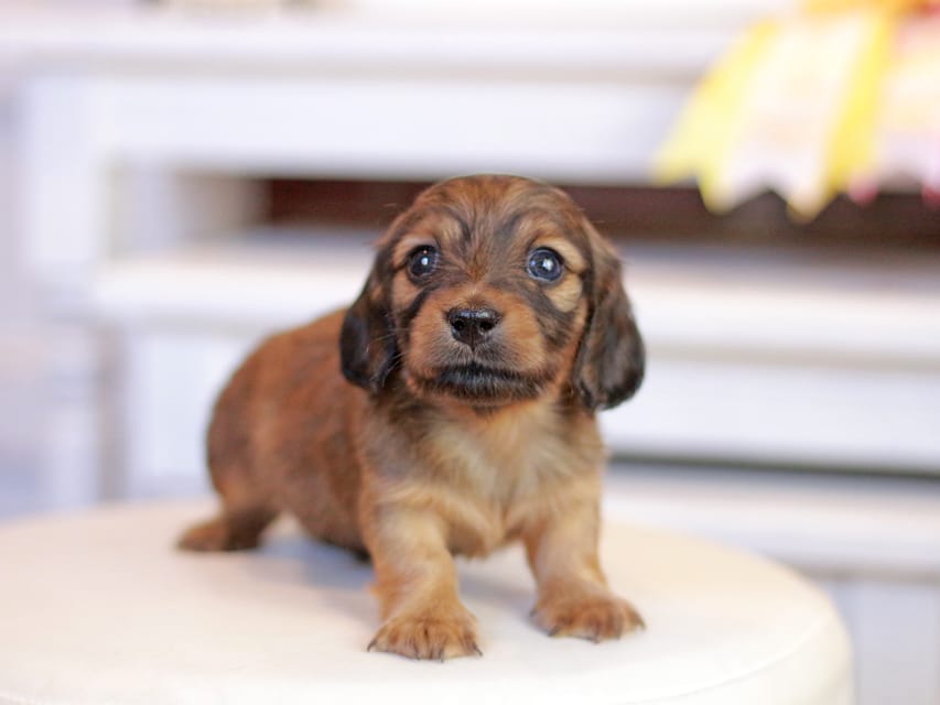 カニンヘンダックスフンド ノン&パッションの子犬 レッド 男の子(1)Kaninchen_Dachshund_1246 カニンヘンダックスフンド ノン&パッションの子犬 レッド 男の子(1)