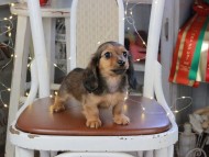 Kaninchen_Dachshund_1251