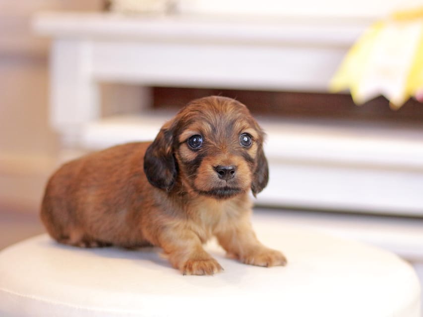 カニンヘンダックスフンド ノン&パッションの子犬 レッド 男の子(1)Kaninchen_Dachshund_1252 カニンヘンダックスフンド ノン&パッションの子犬 レッド 男の子(1)