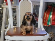 Kaninchen_Dachshund_1259 Kaninchen_Dachshund_1259