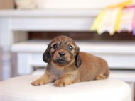 Kaninchen_Dachshund_1260