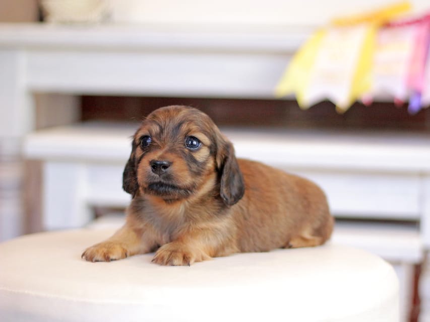 カニンヘンダックスフンド ノン&パッションの子犬 レッド 男の子(1)Kaninchen_Dachshund_1263 カニンヘンダックスフンド ノン&パッションの子犬 レッド 男の子(1)