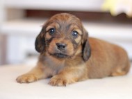 Kaninchen_Dachshund_1269 Kaninchen_Dachshund_1269