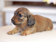 Kaninchen_Dachshund_1275
