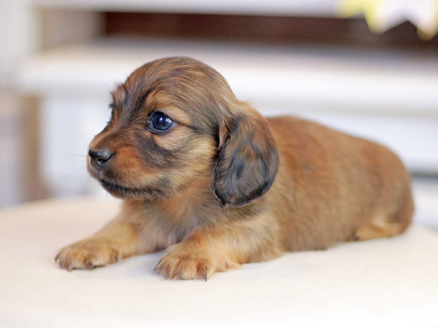 カニンヘンダックスフンド ノン&パッションの子犬 レッド 男の子(1)Kaninchen_Dachshund_1275 カニンヘンダックスフンド ノン&パッションの子犬 レッド 男の子(1)