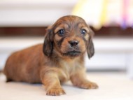 Kaninchen_Dachshund_1278 Kaninchen_Dachshund_1278