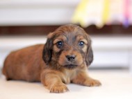 Kaninchen_Dachshund_1279