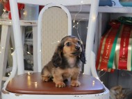 Kaninchen_Dachshund_1287