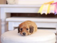 Kaninchen_Dachshund_1288