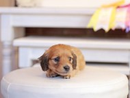 Kaninchen_Dachshund_1289