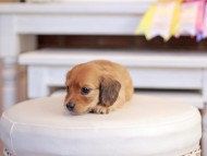 Kaninchen_Dachshund_1292