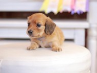 Kaninchen_Dachshund_1305