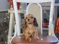 Kaninchen_Dachshund_1306