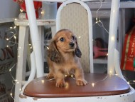 Kaninchen_Dachshund_1307
