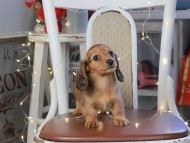 Kaninchen_Dachshund_1309