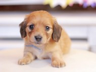 Kaninchen_Dachshund_1313