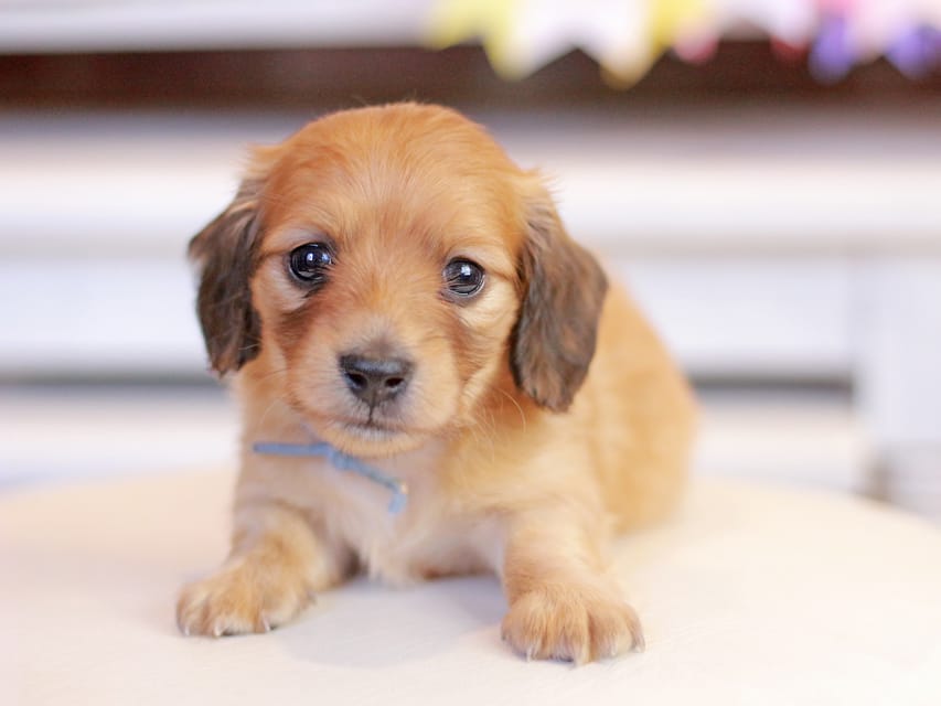 カニンヘンダックスフンド ノン&パッションの子犬 レッド 男の子（2）