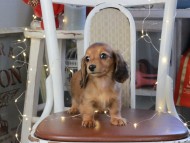 Kaninchen_Dachshund_1314