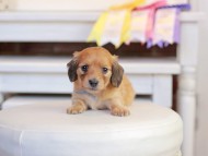 Kaninchen_Dachshund_1316