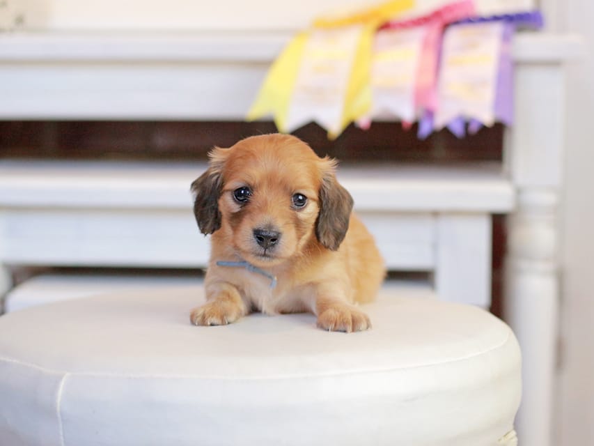 カニンヘンダックスフンド ノン&パッションの子犬 レッド 男の子（2）