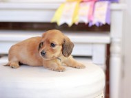 Kaninchen_Dachshund_1318