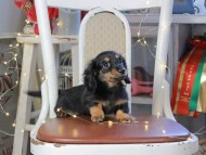 Kaninchen_Dachshund_1328 Kaninchen_Dachshund_1328