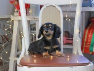 Kaninchen_Dachshund_1329