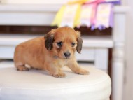 Kaninchen_Dachshund_1331