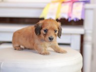 Kaninchen_Dachshund_1332