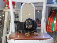 Kaninchen_Dachshund_1332