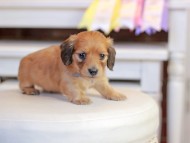 Kaninchen_Dachshund_1333