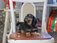 Kaninchen_Dachshund_1333