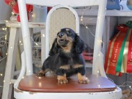 Kaninchen_Dachshund_1334