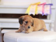 Kaninchen_Dachshund_1336