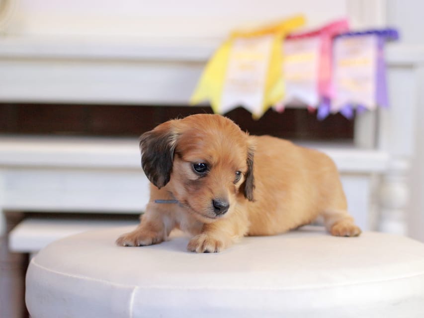 カニンヘンダックスフンド ノン&パッションの子犬 レッド 男の子（2）