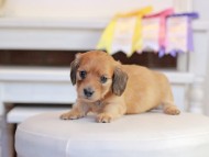 Kaninchen_Dachshund_1337