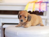 Kaninchen_Dachshund_1338