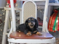 Kaninchen_Dachshund_1346
