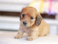 Kaninchen_Dachshund_1347