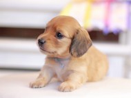 Kaninchen_Dachshund_1349
