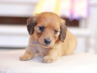 Kaninchen_Dachshund_1352