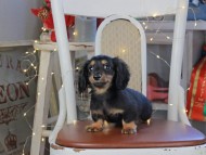 Kaninchen_Dachshund_1379
