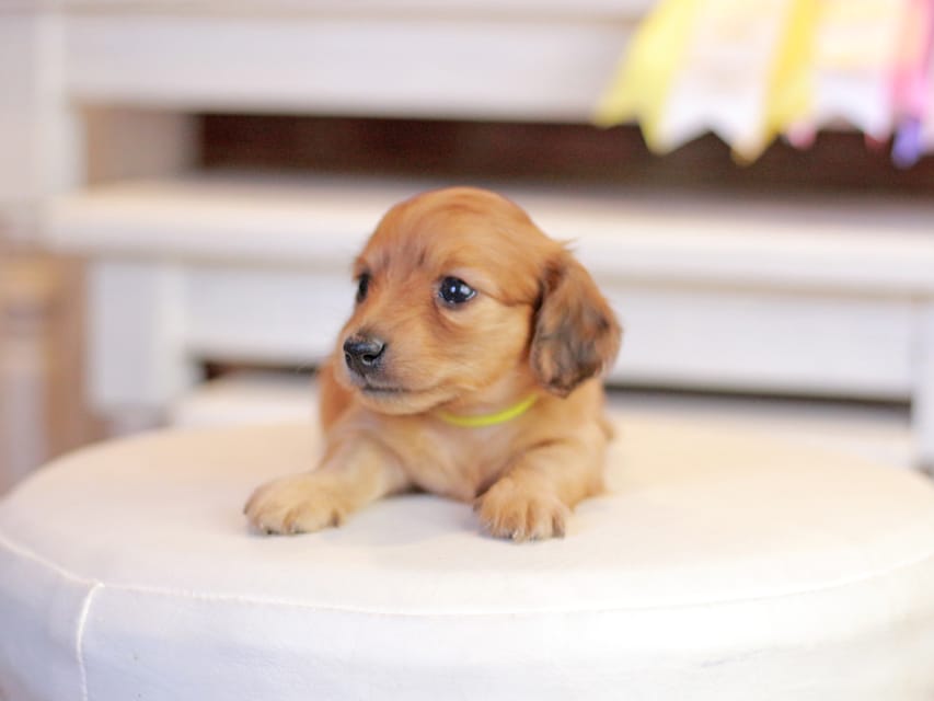 カニンヘンダックスフンド ノン&パッションの子犬 レッド 男の子(3)Kaninchen_Dachshund_1383 カニンヘンダックスフンド ノン&パッションの子犬 レッド 男の子(3)