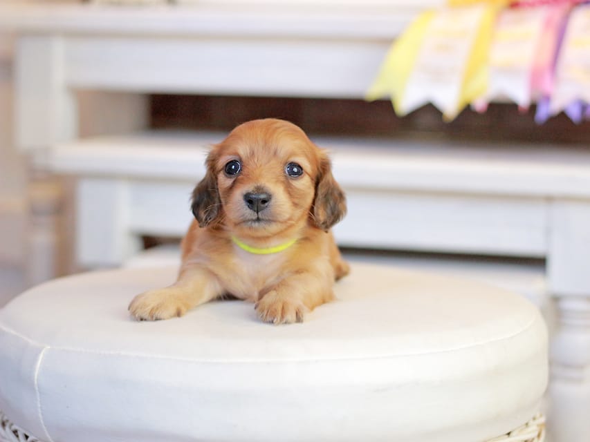 カニンヘンダックスフンド ノン&パッションの子犬 レッド 男の子(3)Kaninchen_Dachshund_1385 カニンヘンダックスフンド ノン&パッションの子犬 レッド 男の子(3)