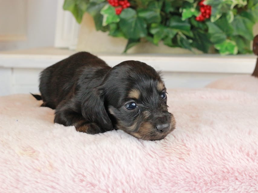 カニンヘンダックスフンド セーラ&スパーキの子犬 ブラタン 男の子