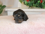 Kaninchen_Dachshund_1388 Kaninchen_Dachshund_1388